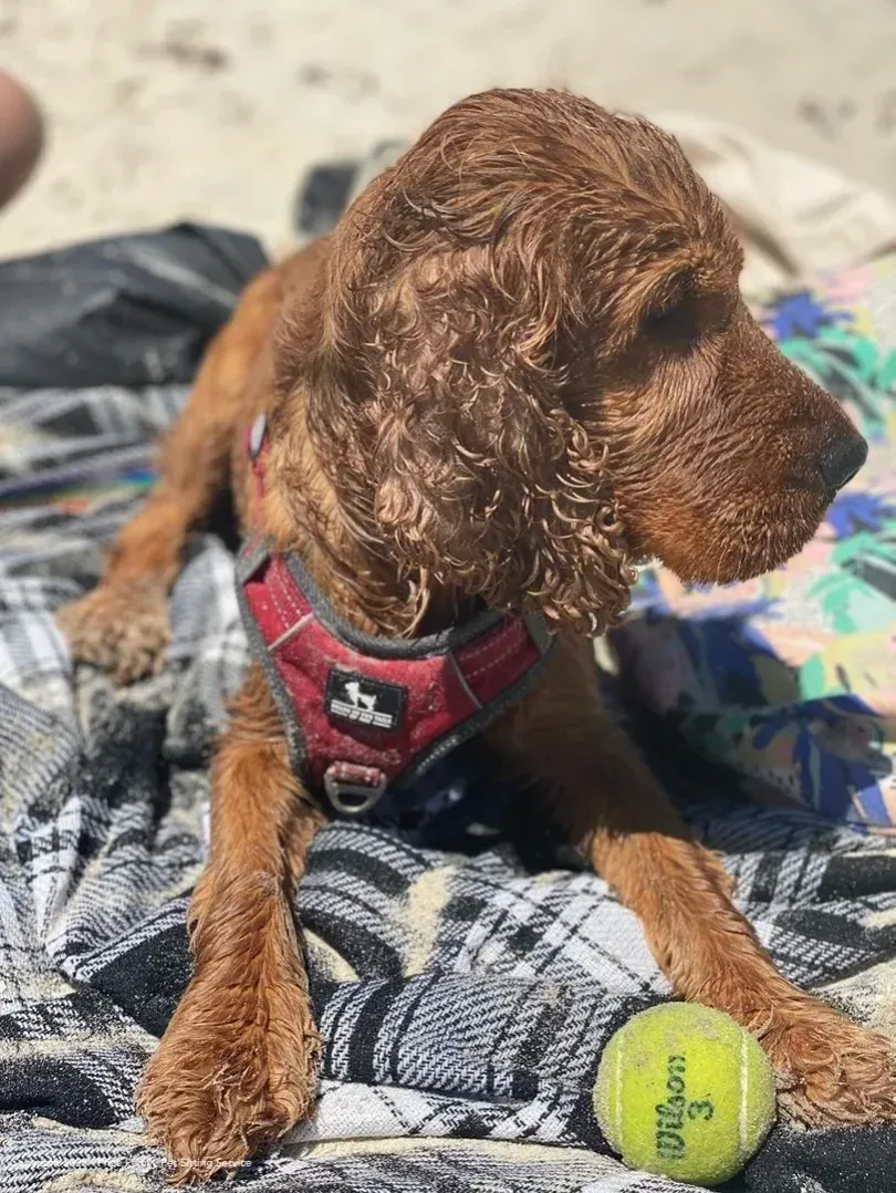 A happy dog relaxing outdoors in the sunshine