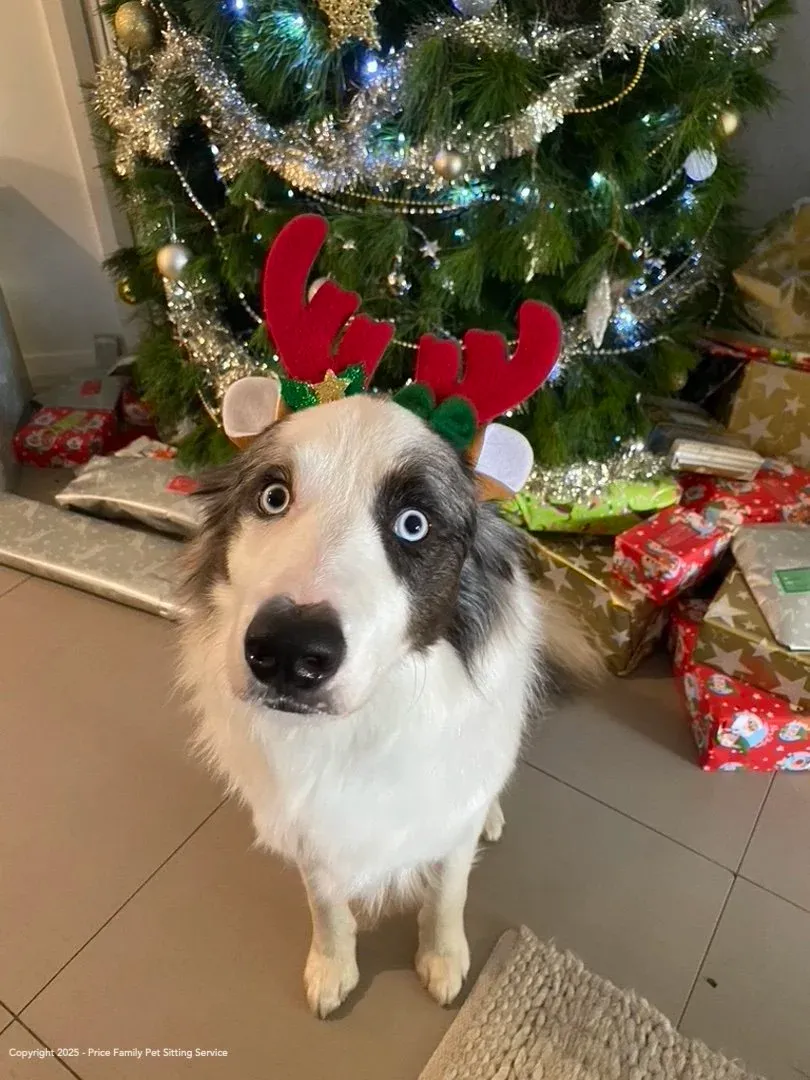 A guest dog by the Christmas tree during the festive season