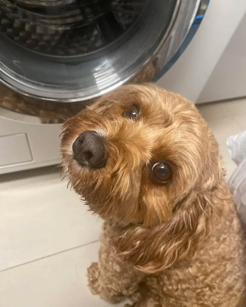 A curious apricot cavoodle tilting its head beside a washing machine, investigating something new