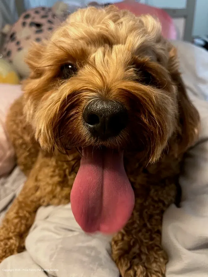 A relaxed, happy cavoodle with its tongue out